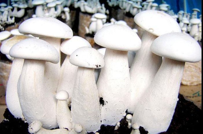 Fresh White Milky Mushroom