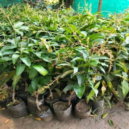 Grafting Mango Plant