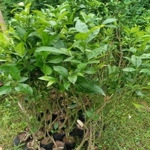 Mosambi Plant