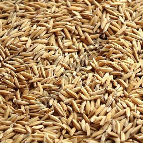Paddy Seeds
