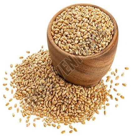 wheat grain