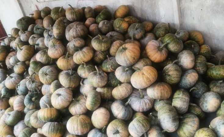 A Grade Organic Pumpkin