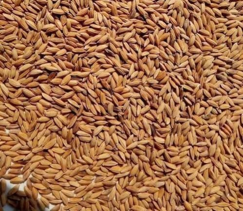 Brown Natural Long Grain Paddy Rice