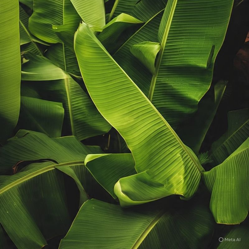 Green Banana Leaves