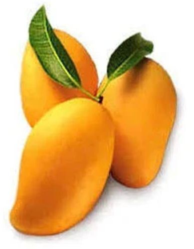 Fresh Kesar Mango