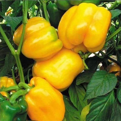 Fresh Yellow Capsicum