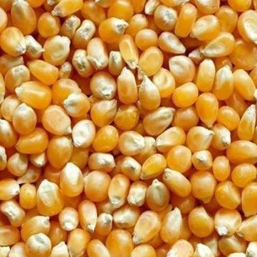 Yellow Corn Seeds