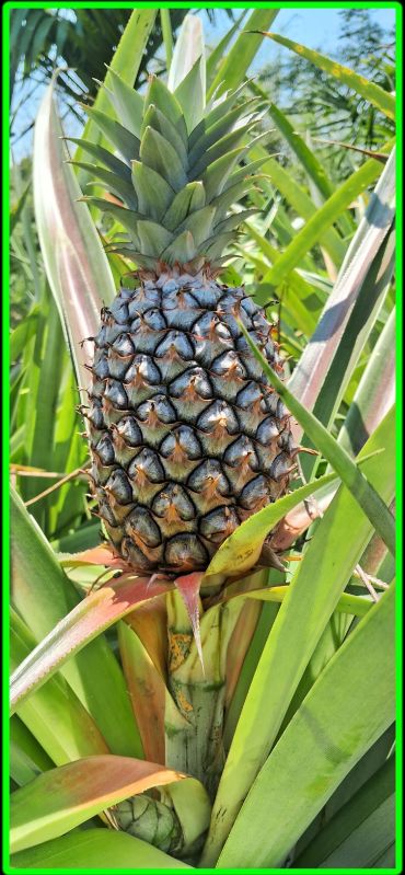 Fresh Pineapples