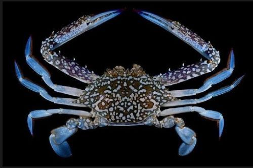 Blue Crab