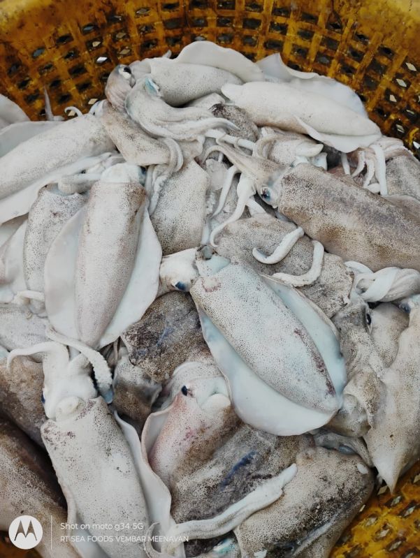 Cuttle Fish Bones