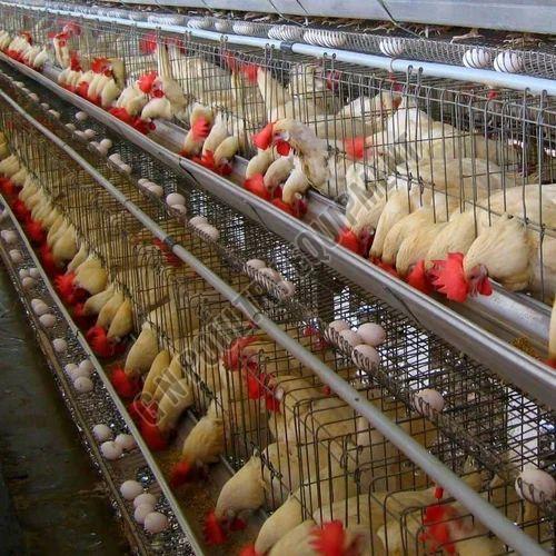 Mild Steel Poultry Farm Bird Cage