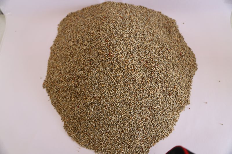 Organic Pearl Millet
