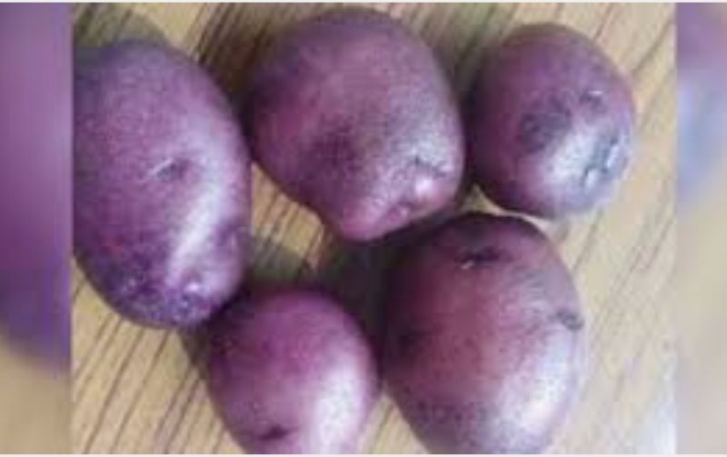 a Grade Brown Potato