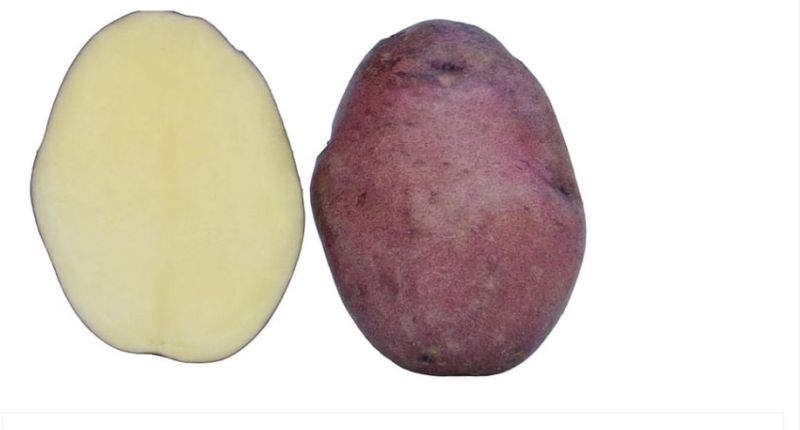 Fresh Brown Potato