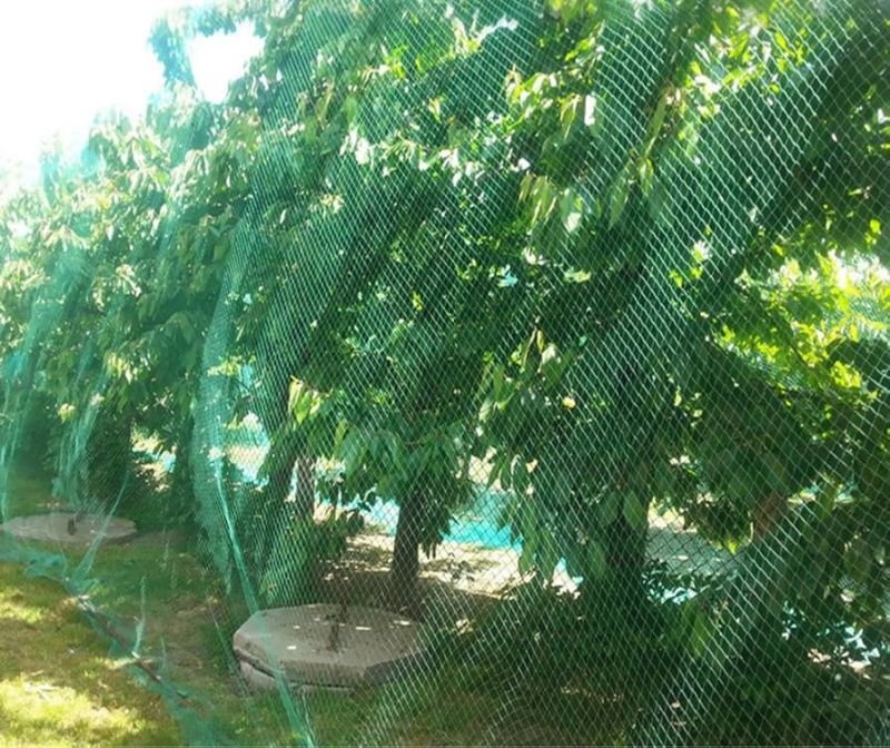 Bird Netting for Garden Protection