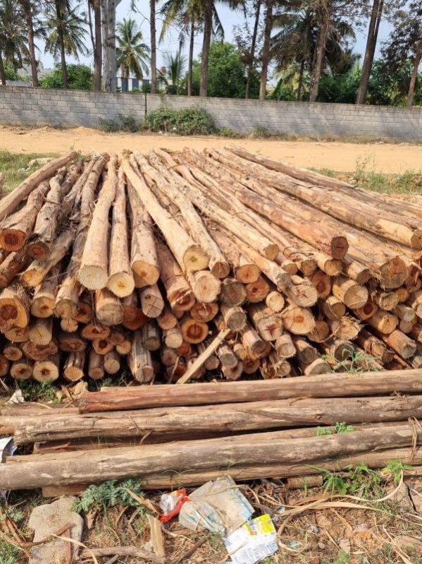 14 Feet Round Eucalyptus Pole