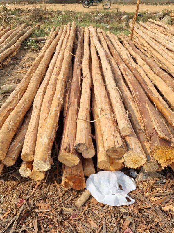 16 Feet Round Eucalyptus Pole