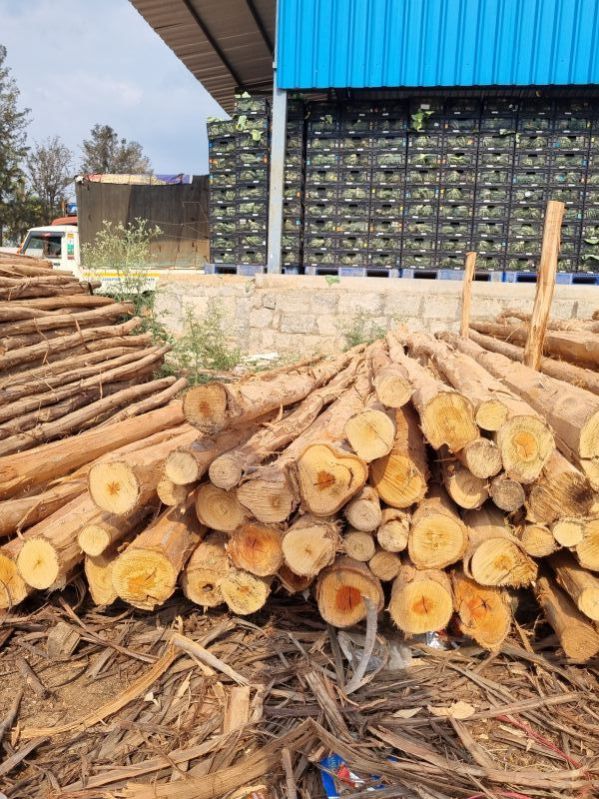 16 Feet Round Wooden Pole