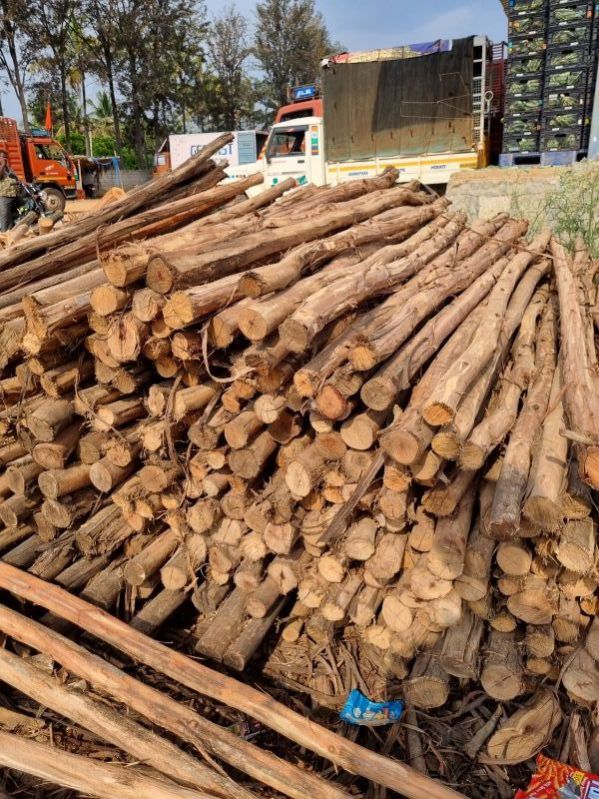6 Feet Brown Eucalyptus Pole