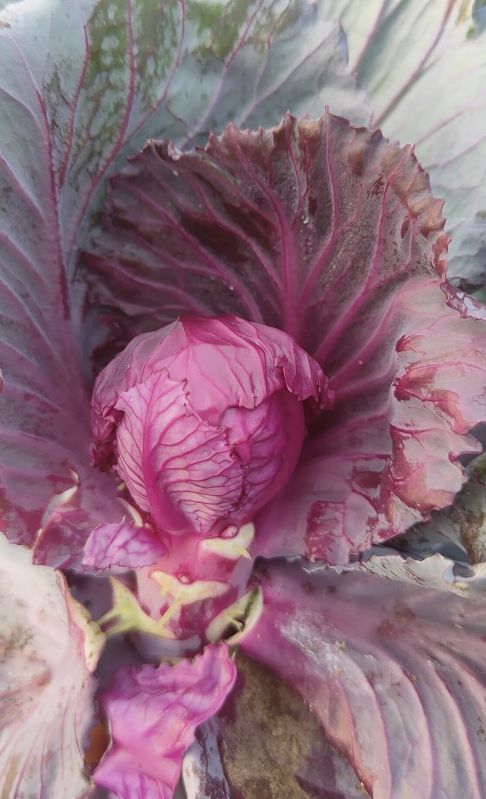 A Grade Fresh Red Cabbage