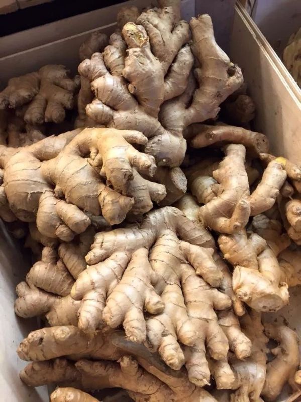Fresh Karbi Anglong Ginger