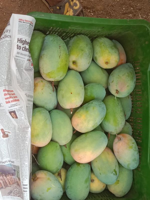 Fresh Kesar Mango