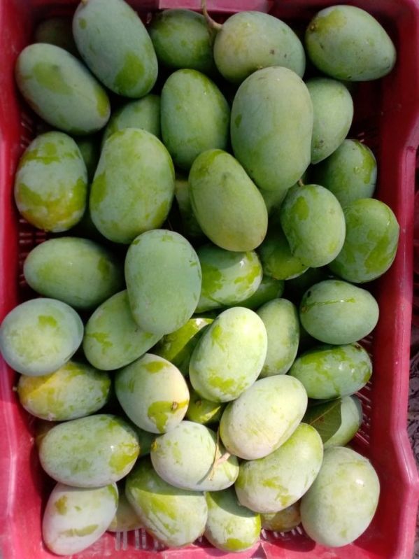 Fresh Green Langra Mango