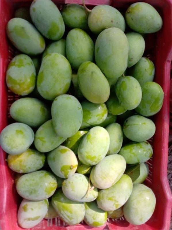 Green Kesar Mango