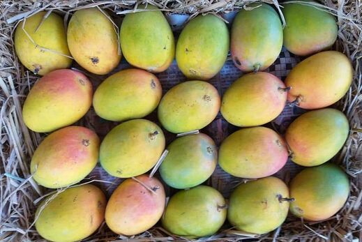 Fresh Payari Mango