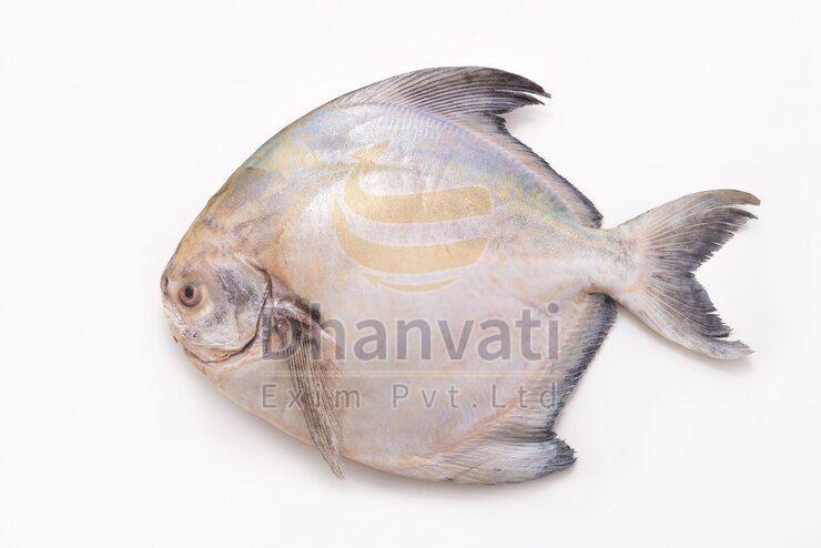 Fresh Pomfret Fish