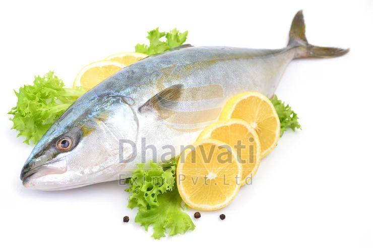 Fresh Tuna Fish