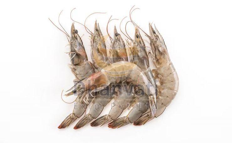 Fresh White King Prawn