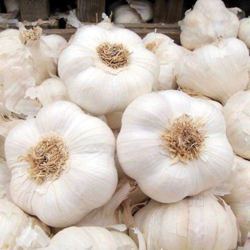 Fresh A Grade Garlic
