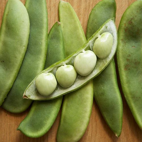 Fresh Lima Beans