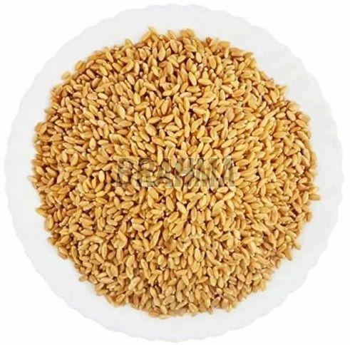 A Grade Wheat Grain