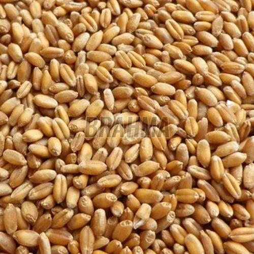 B Grade Wheat Grain