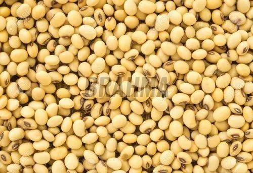 Natural Soybean Seeds