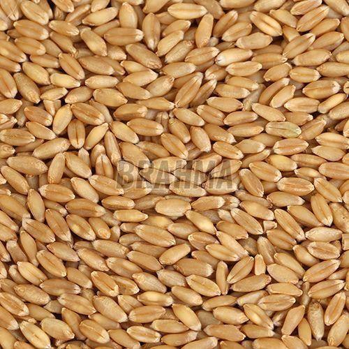 Sharbati Wheat Grain