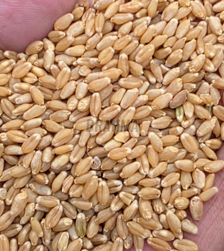 Brown Wheat Grain