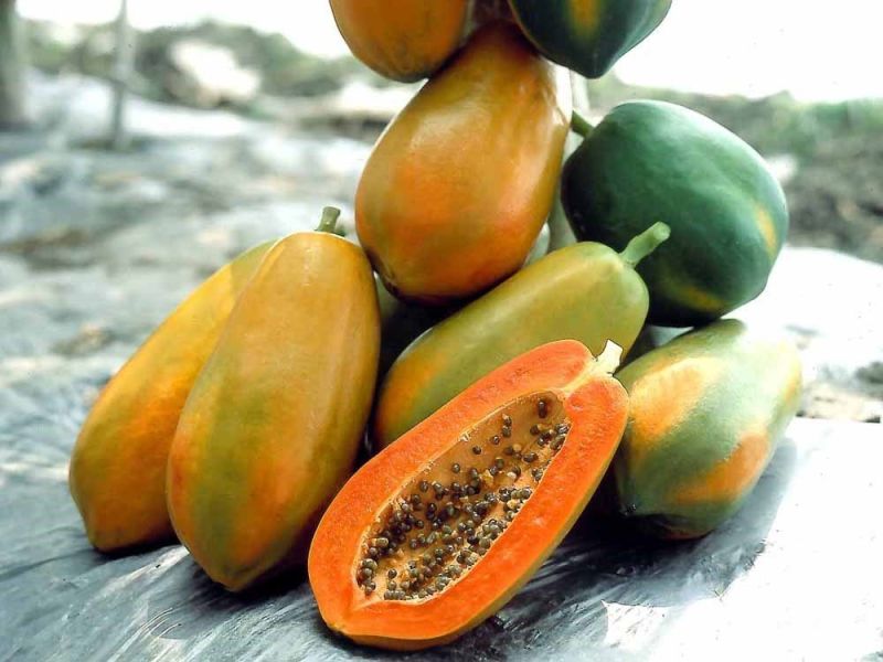 Fresh Red Lady Papaya