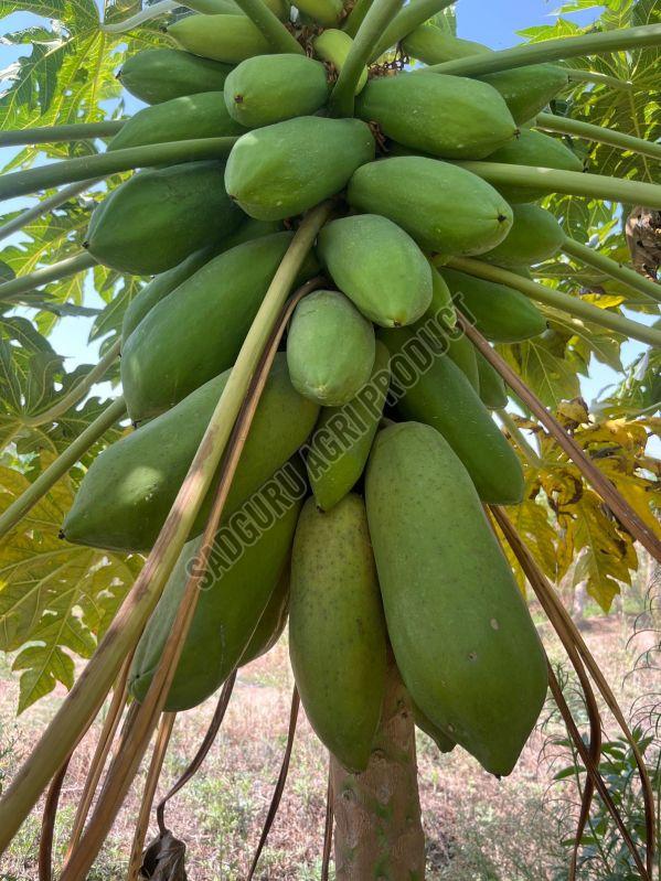 Fresh Green Papaya