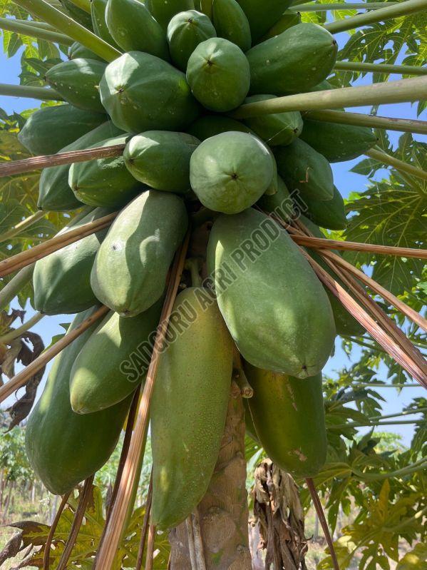 A Grade Green Papaya