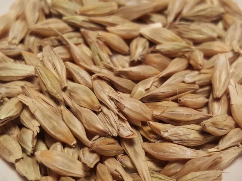 Whole Barley Seeds