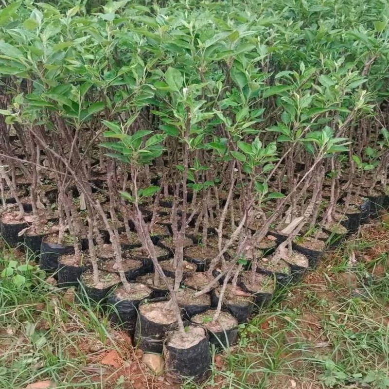 Apple Plants
