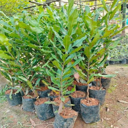 Macadamia Nuts Plant