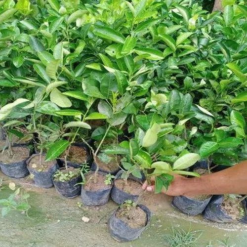 Mosambi Plants
