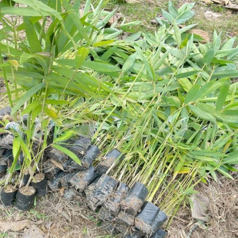 Tulda Bamboo Plants