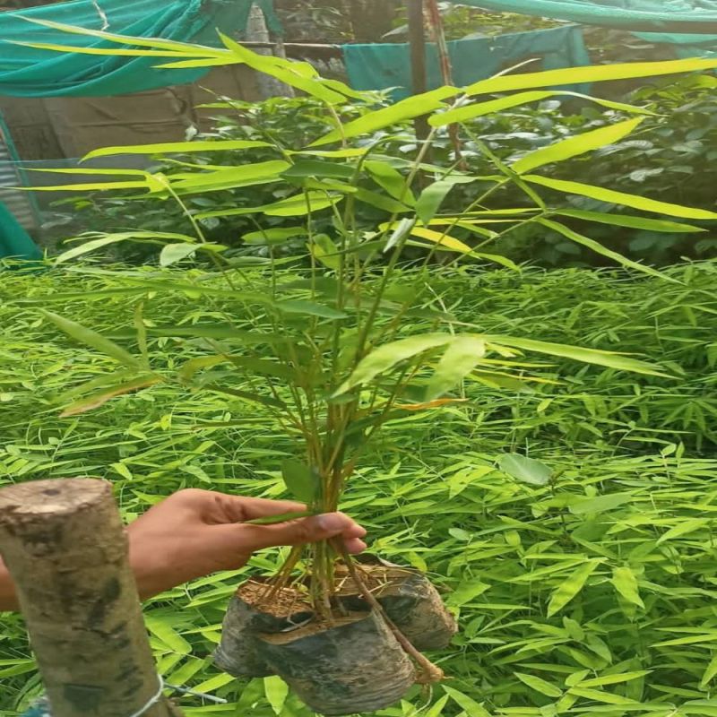 Vulgaris Bamboo Plants
