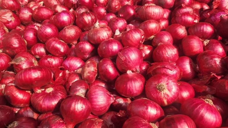 A Grade Red Onion