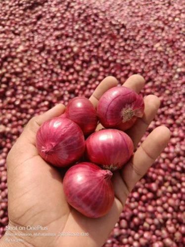 B Grade Red Onion